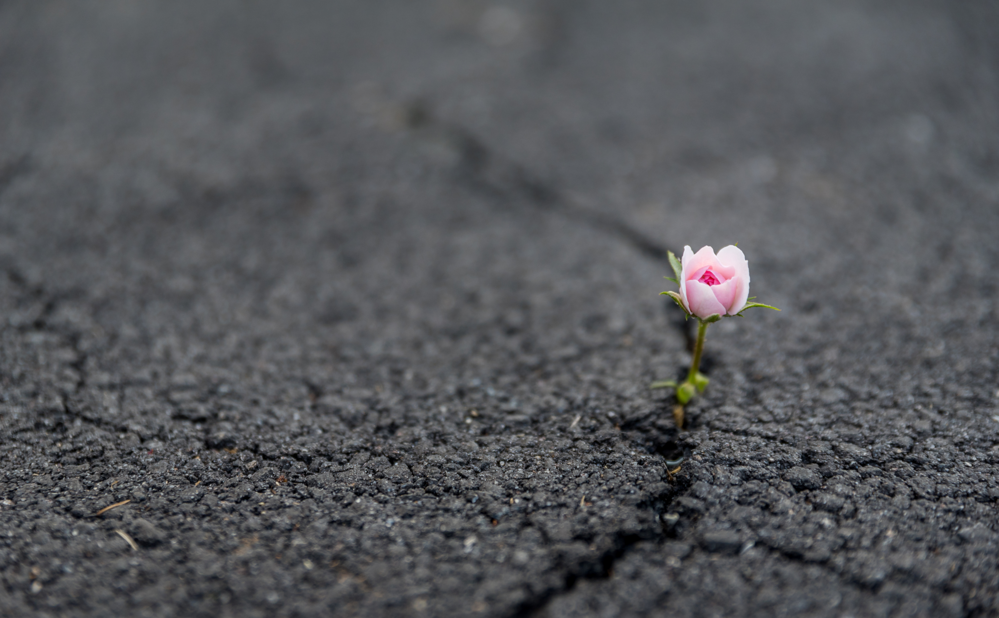 Slideshow Photo (7 of 7); Single flower growing through a crack in asphalt; Labeled: In uncertain times, as change can disrupt past business models RKCS brings resiliency to your teams.
